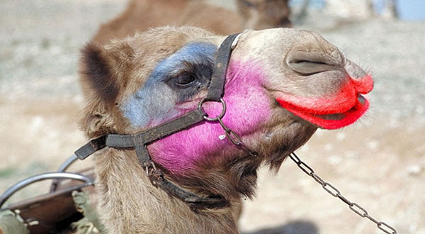 Camels in Saudi Arabia